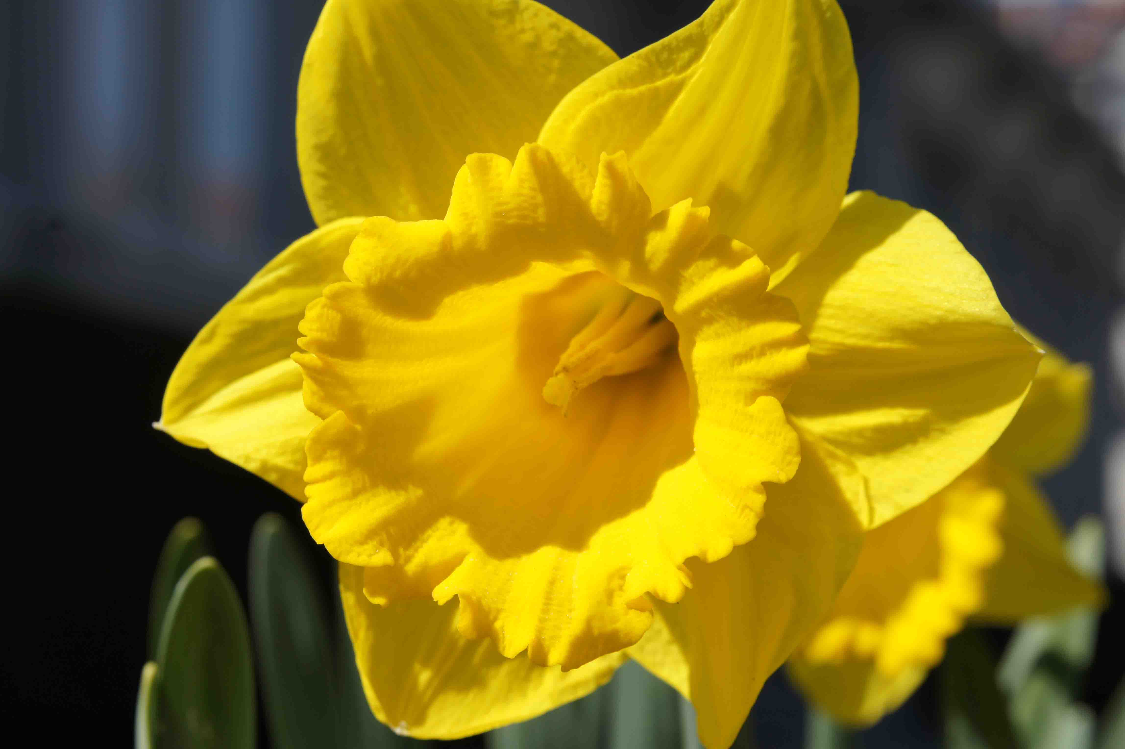 Arzt Hermeskeil - Gelbe Tulpe